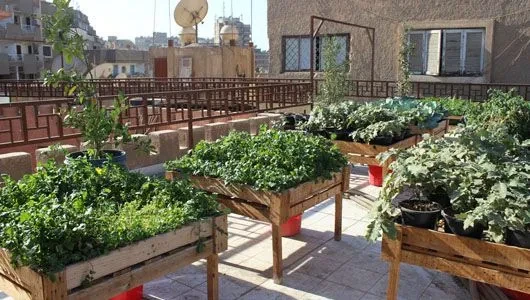 فوائد الزراعة المنزلية وفوق الأسطح