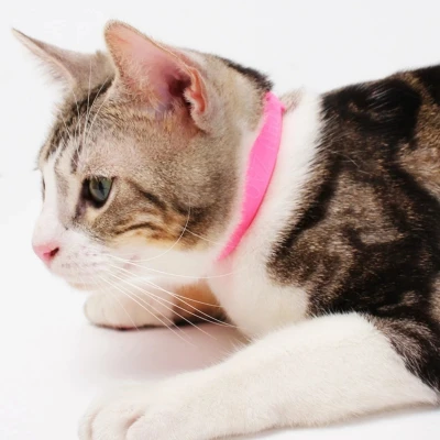 Insect collar