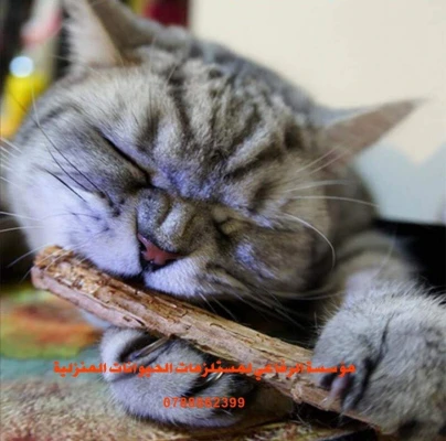 Cat nip stics  - /5 عيدان