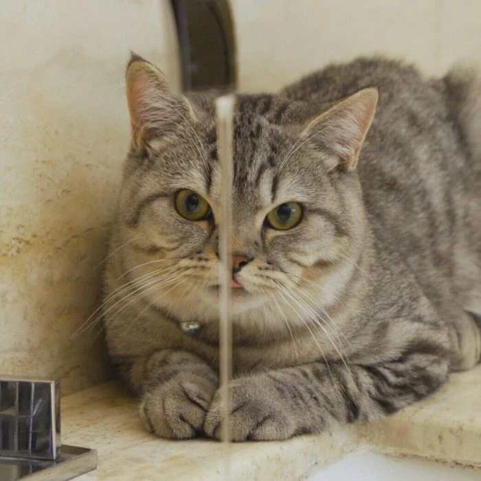 نافورة مياه للحيوانات الأليفة Cat H2O مع فلتر ورعاية للأسنان
