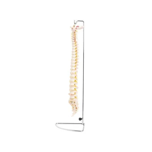 Life-Size Vertebral Column