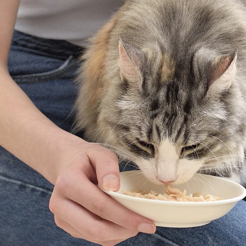 Chicken soup delegate with salmon