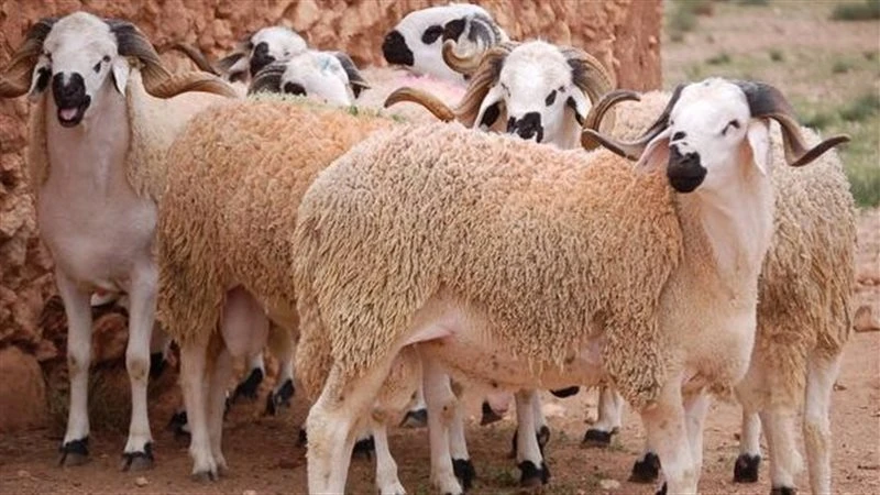 شروط ينبغي توافرها في الأضاحي