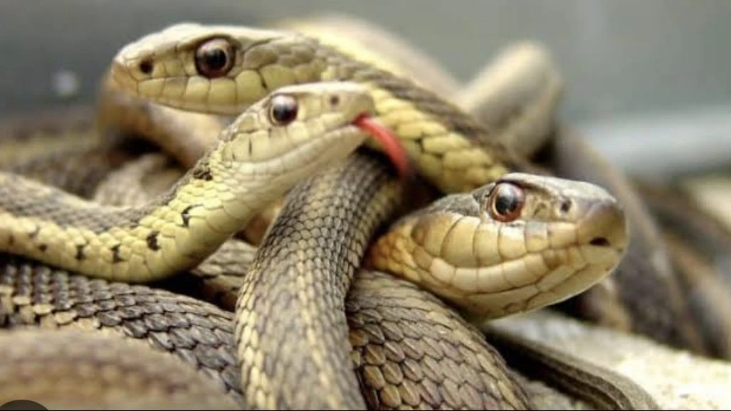  snake in dream meaning 