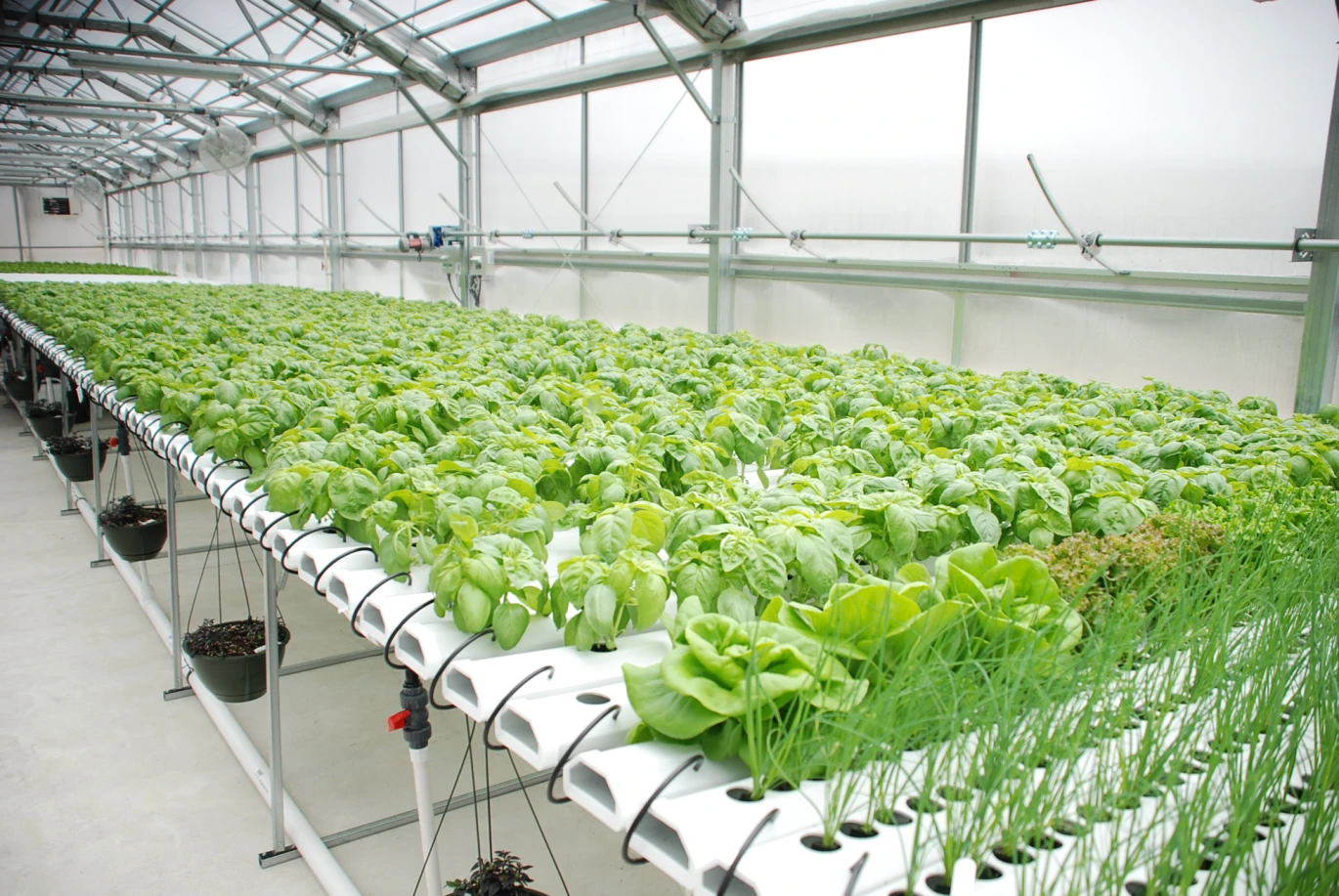Aqueous agriculture