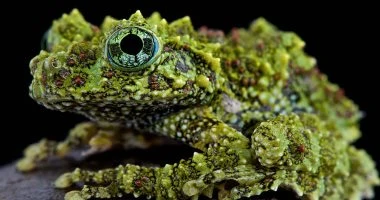 The 10 strangest reptiles ever on this planet