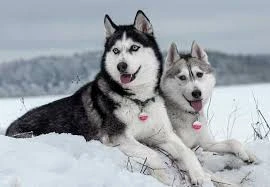 Siberian Husky