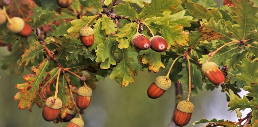 اشجار البلوط 