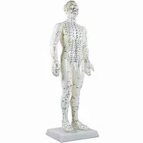 Meridian Acupuncture Model