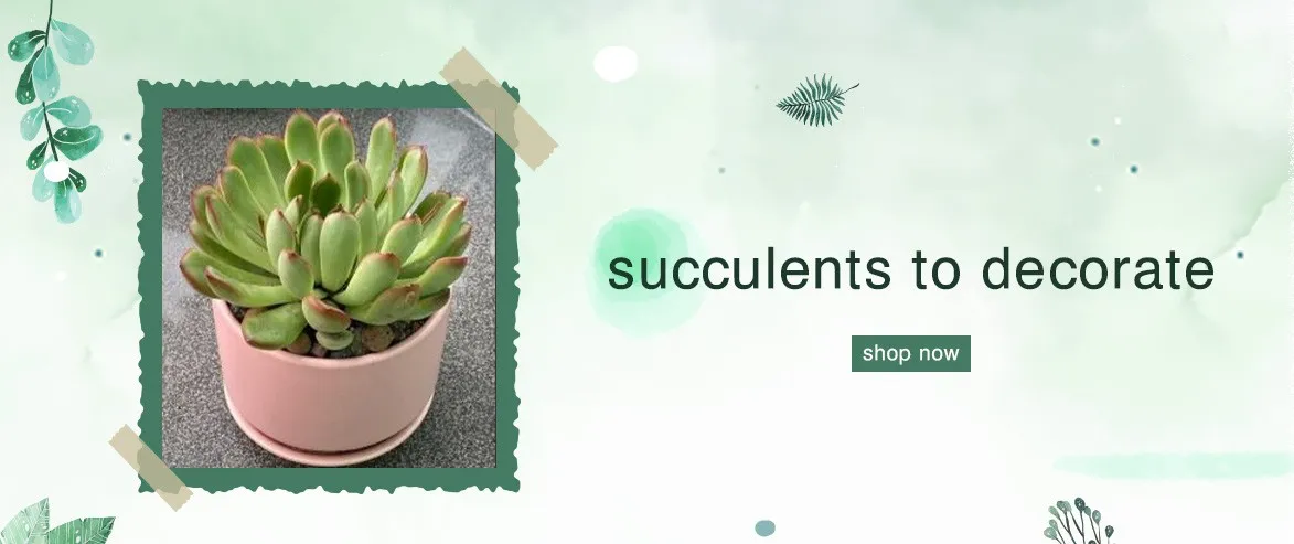 cacti 1