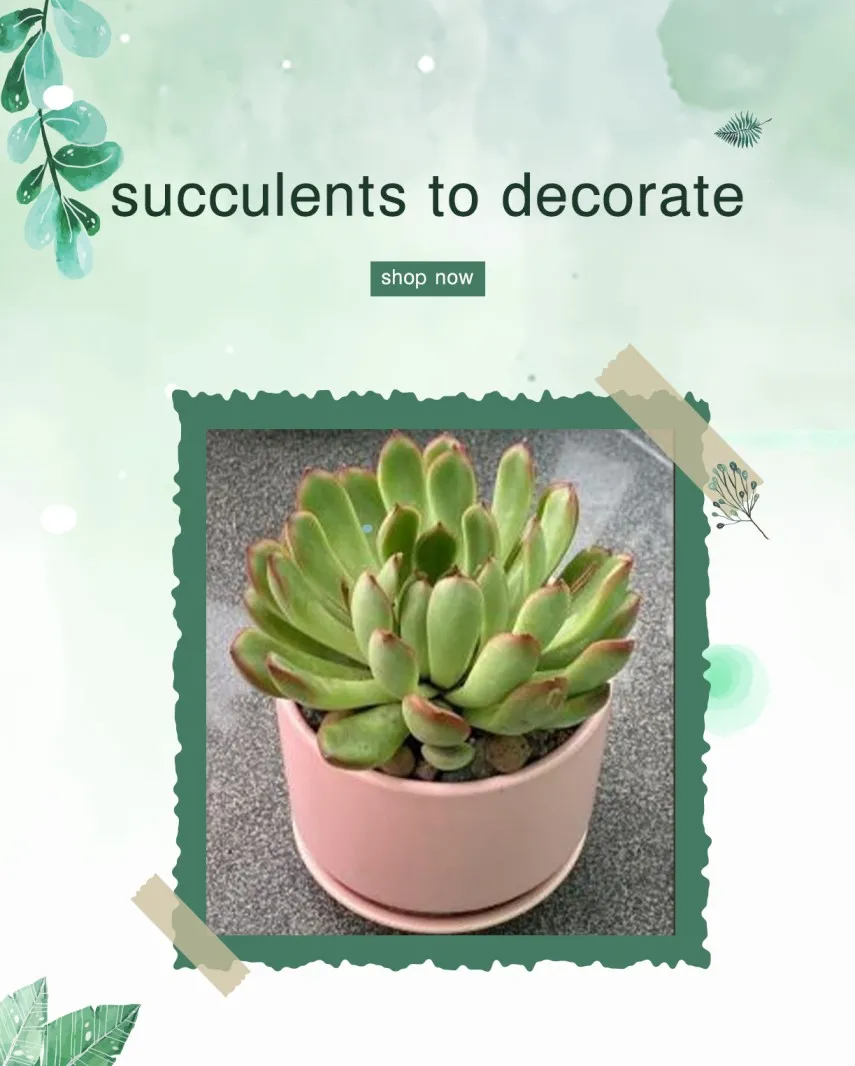 cacti 1