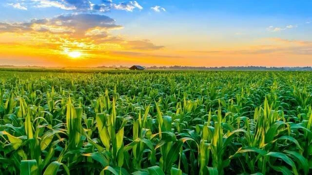 Risks threatening to increase the prices of agricultural crops globally