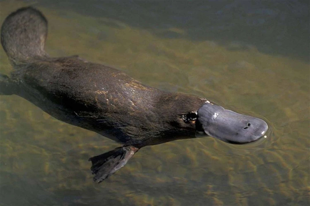 platypus