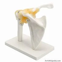 Life-Size Shoulder Joint