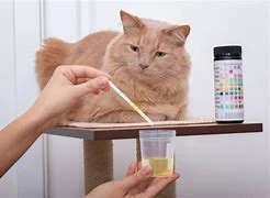 UTI in cats