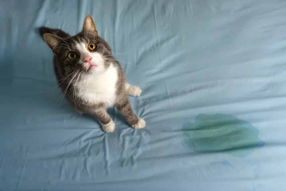 How to Stop My Cat From Peeing on My Bed: 8 Vet-Verified Tips & Tricks