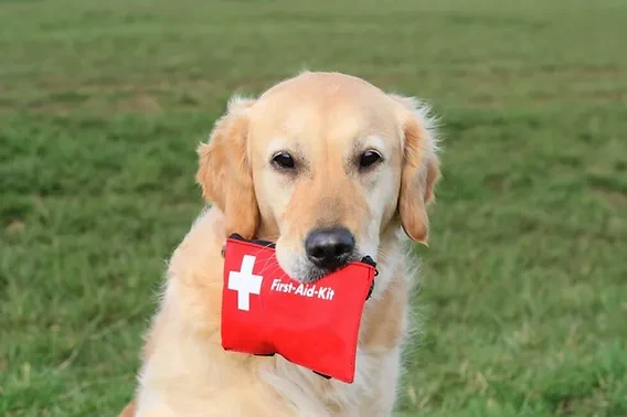 Furry First Aid